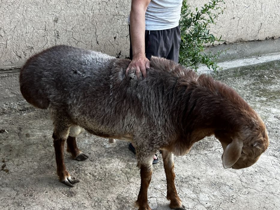 Акака ва бошка спросимларучун кучкорлар