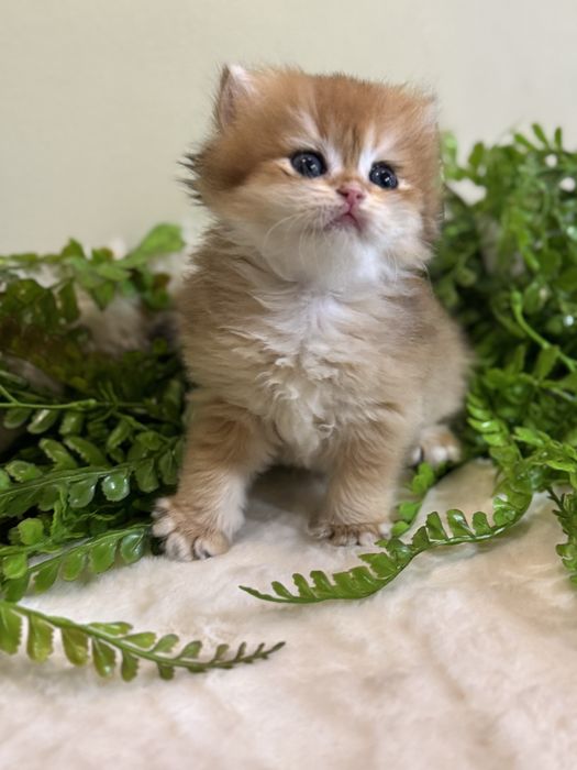 Продается котенок ny12