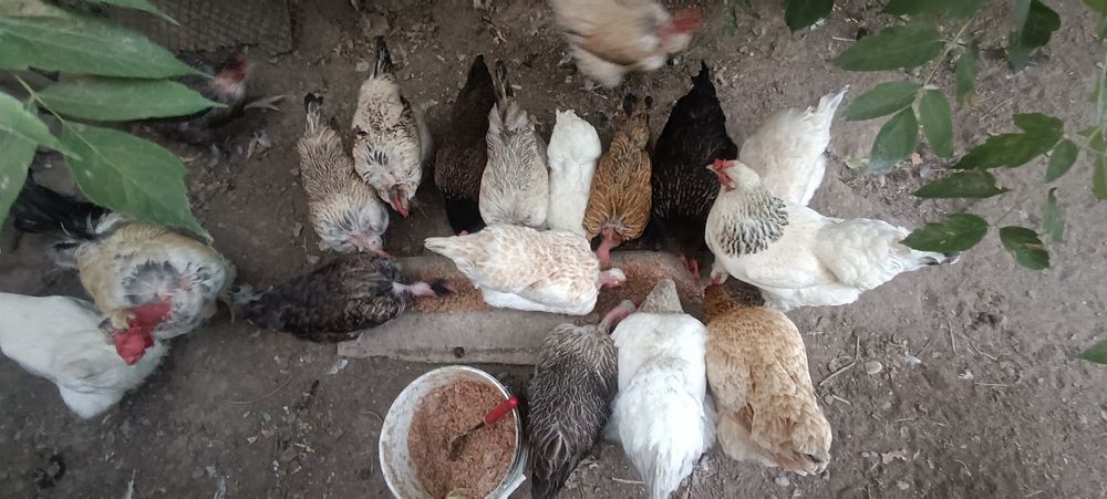 Продам кур домашних