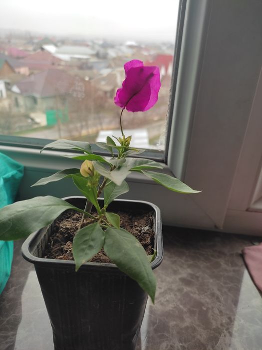 Продам бугенвилии цветущие