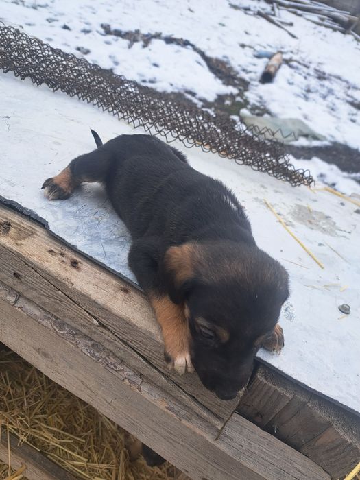 Күшіктер беріледі, отдам щенков полуТазы