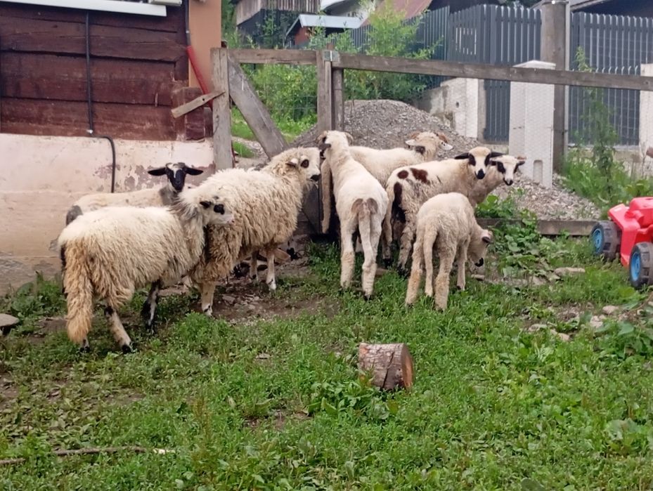 Miei de vânzare  nu se vinde pe bucata