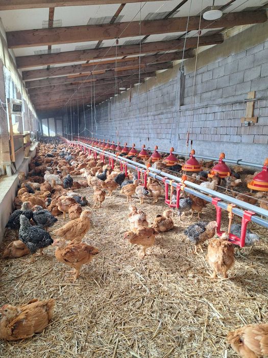 Vand pui rasa mixta 5 saptamani, vaccinuri la zi . 19 lei.