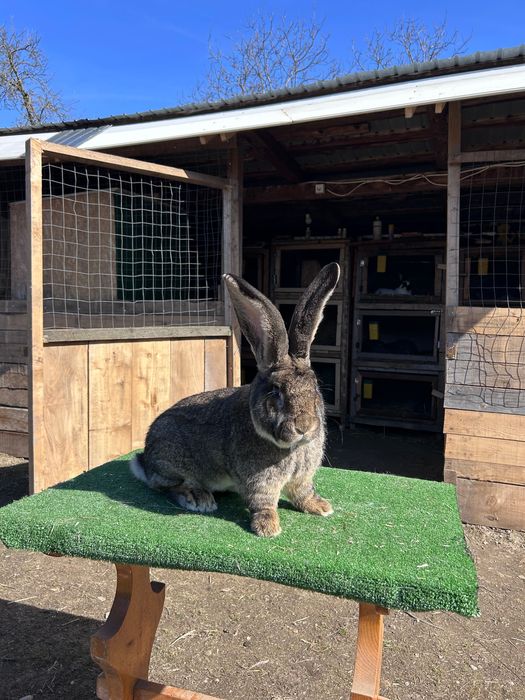 Mascul uriaș german