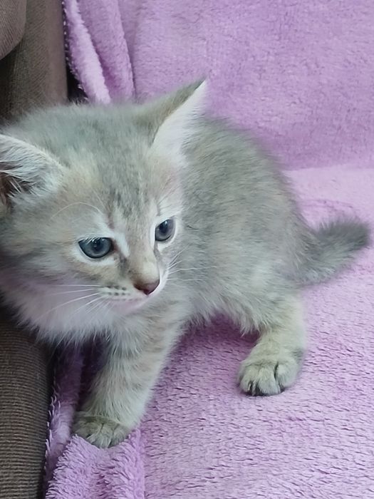 Девочки трехцветочки в дар