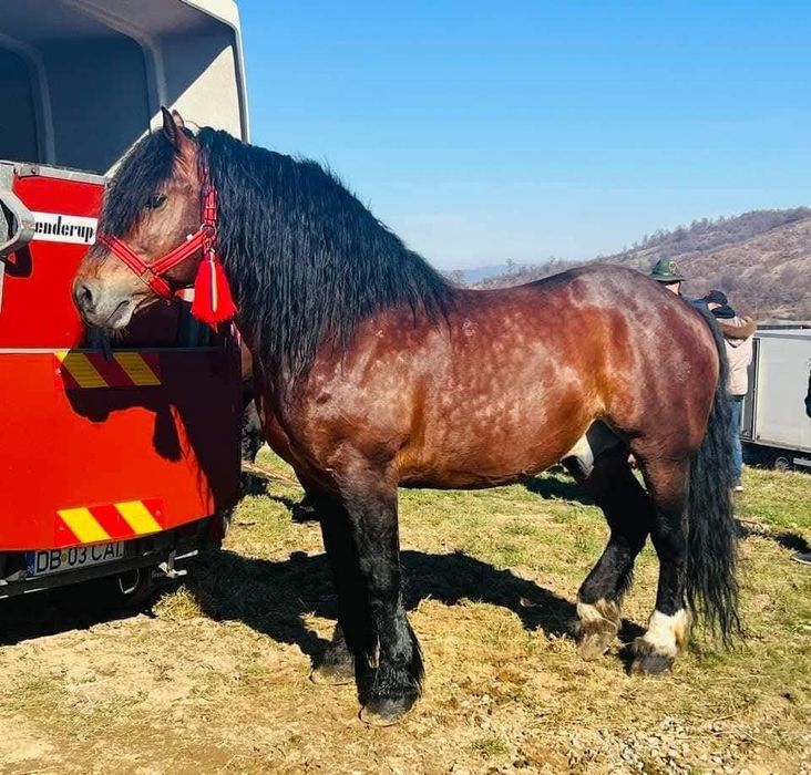 Manza de 5 luni  provine din cai grei in ultima poza se poate vedea tatăl  ,,Campionu  Cimbru''