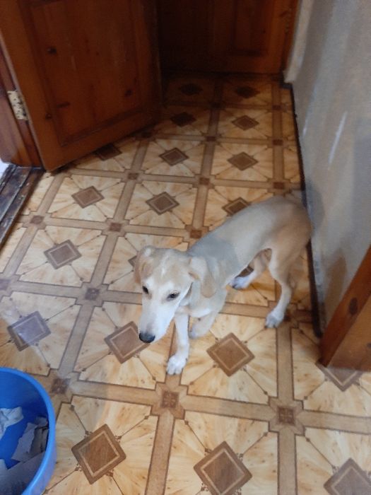 Щенок 4 месяца     .