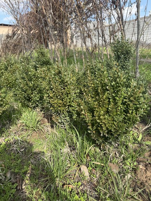 Самшит             ,