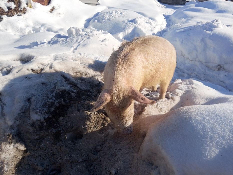 Продам поросят 5и месячных