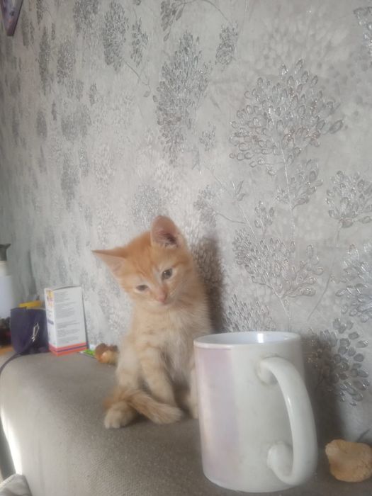 Отдам котят бесплатно