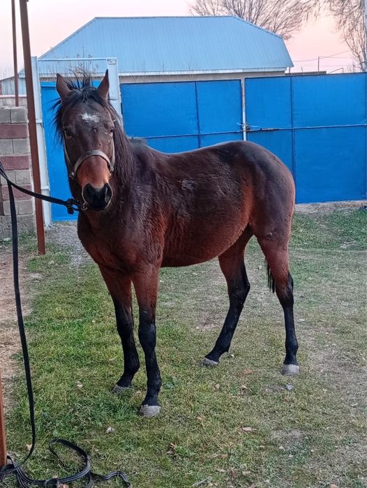 Ат сатылады срочно