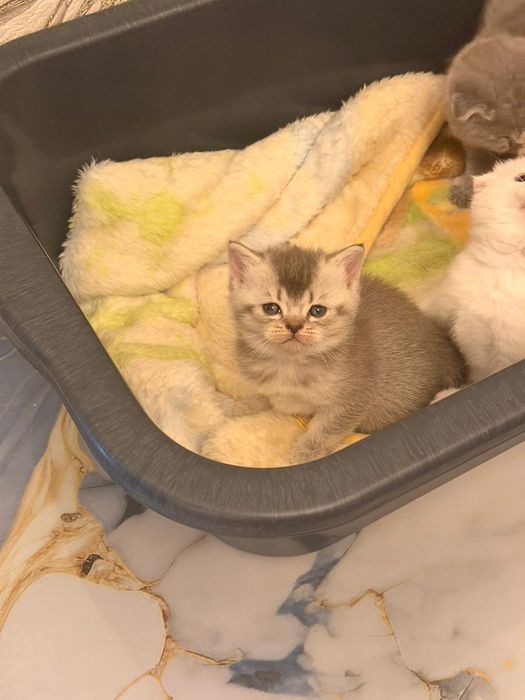 Британски късокосместа и шотландски клепоухи