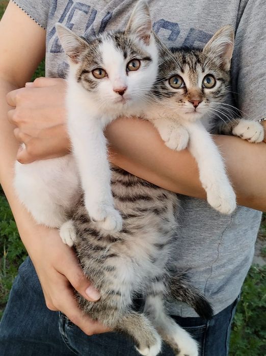 Котята в хорошие руки