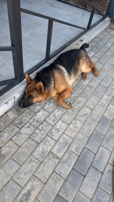 Продам немецкую овчарку