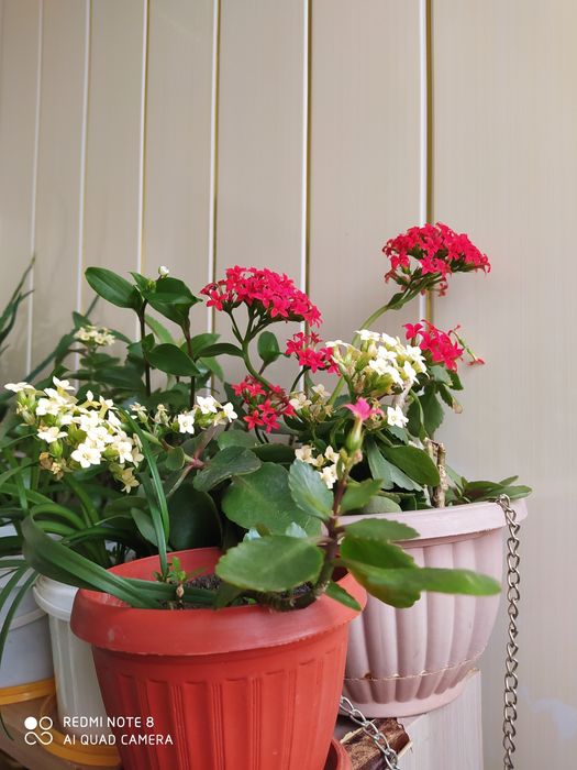 Продам комнатные цветы разные.