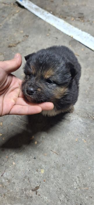 Отдам щенка в хорошие руки