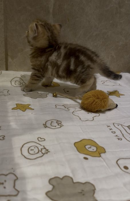 Шотландские шиншиллы