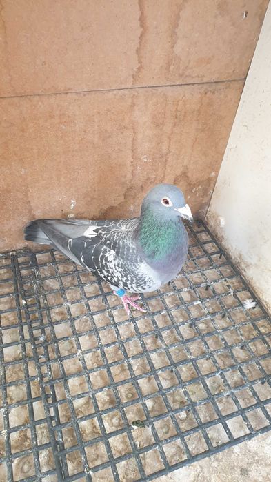 Ocazie! Vand mascul voiajor sport, an 2023, ochii albi, zburat !