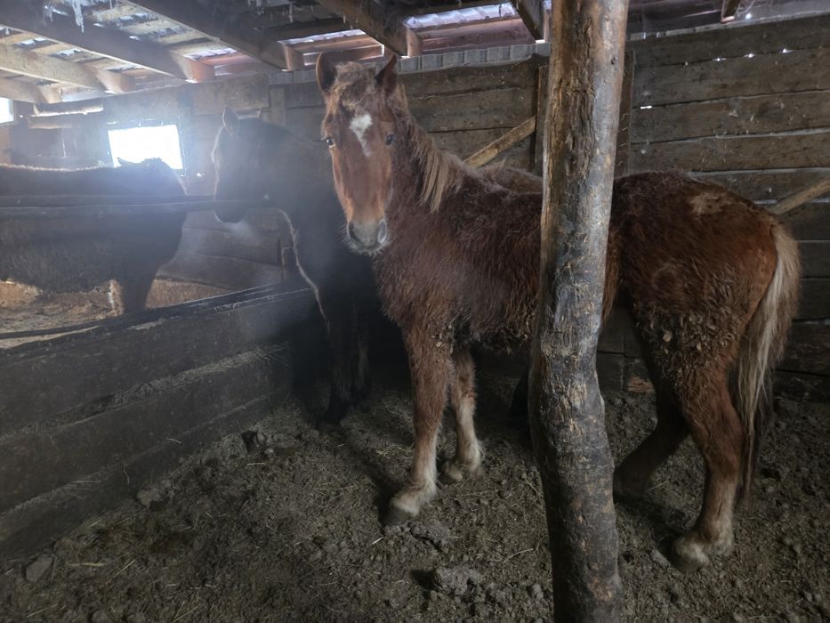 Тайлар с откорма