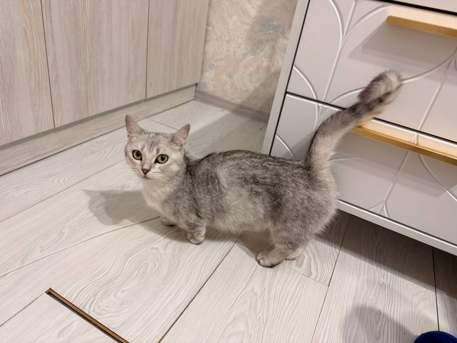 Девочкм манчкин серебристая шиншилла
