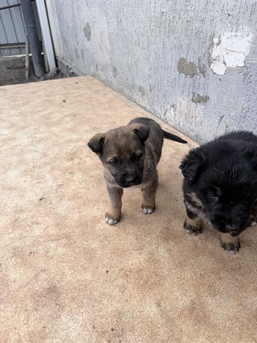 Щенки немецкий овчарки