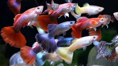 Аквариумная рыбка "Гуппи"