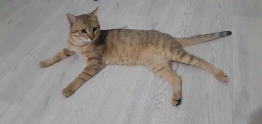 Отдам кота бесплатно