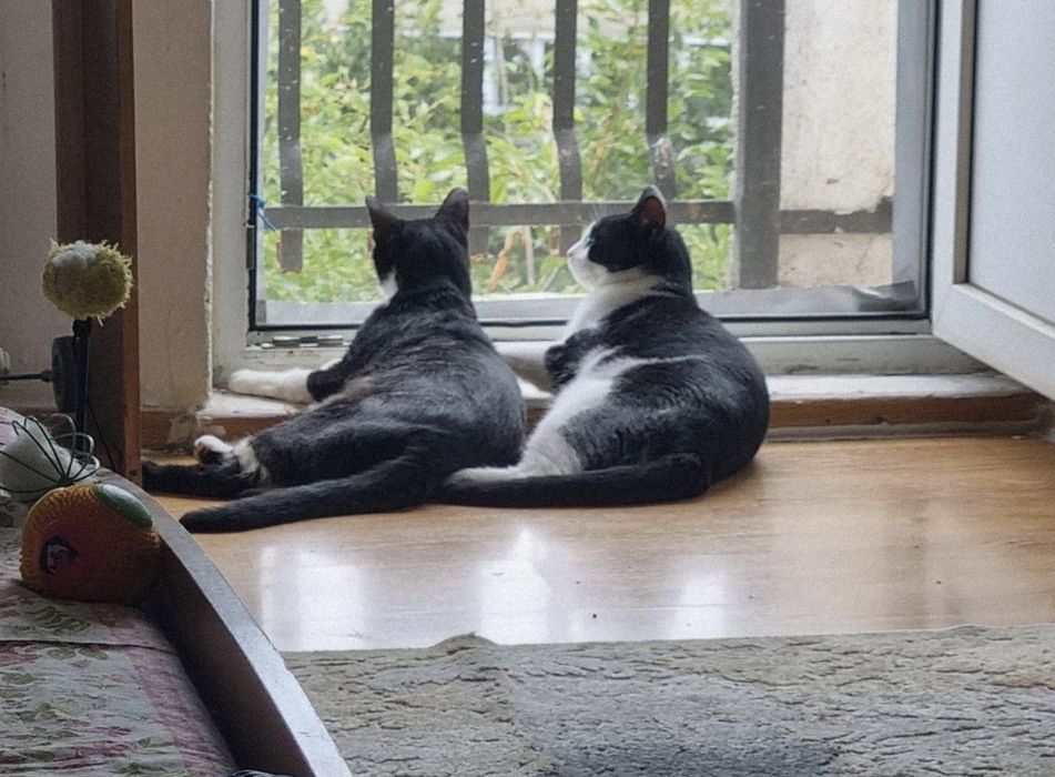 Motanei superbi de adoptat, pisici de adoptat,puiuti de pisica adoptie