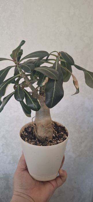 Продам Адениум..