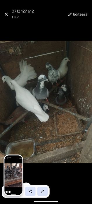 Porumbei  de vânzare