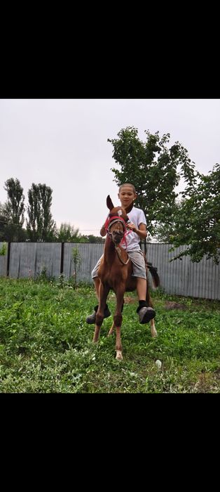 Еркек төрт айлық тай ауыстырам