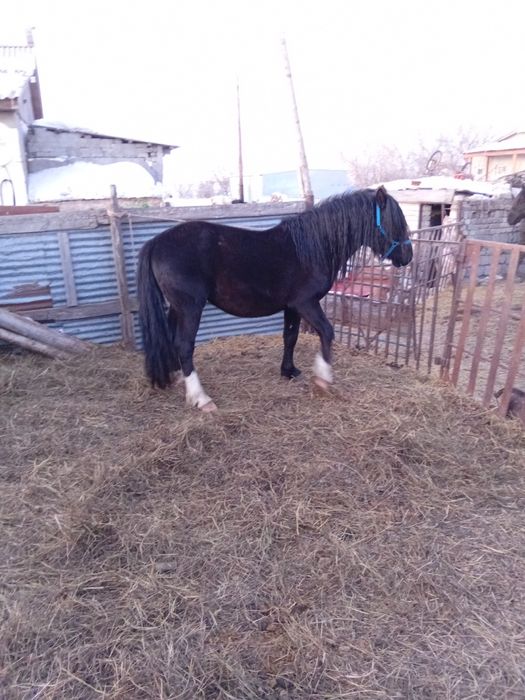 Продам жеребца .