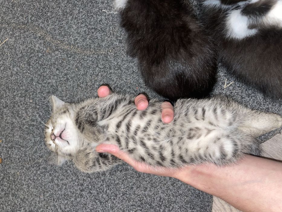 Отдам котят (2мес) ч/б-девочки