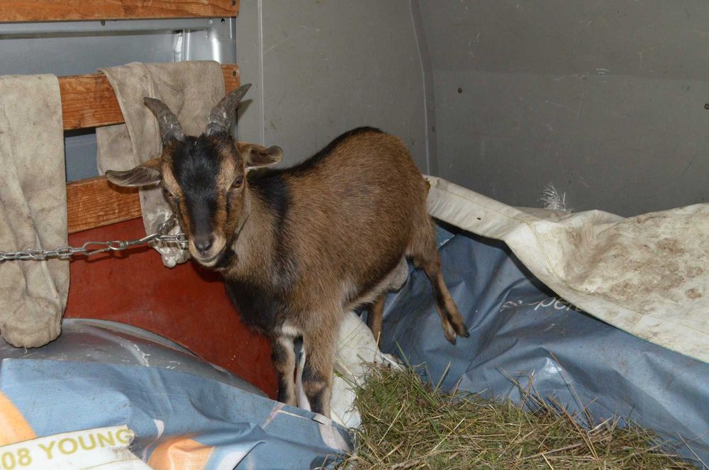 Capre pitice de vânzare