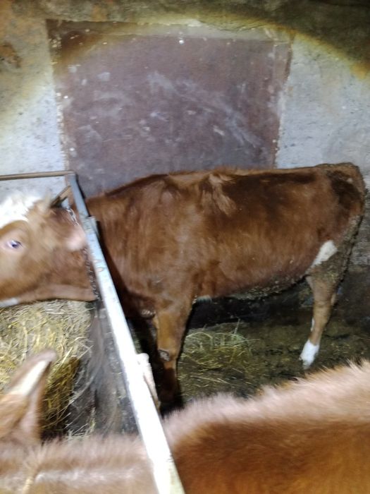 Продаю телок с откорма