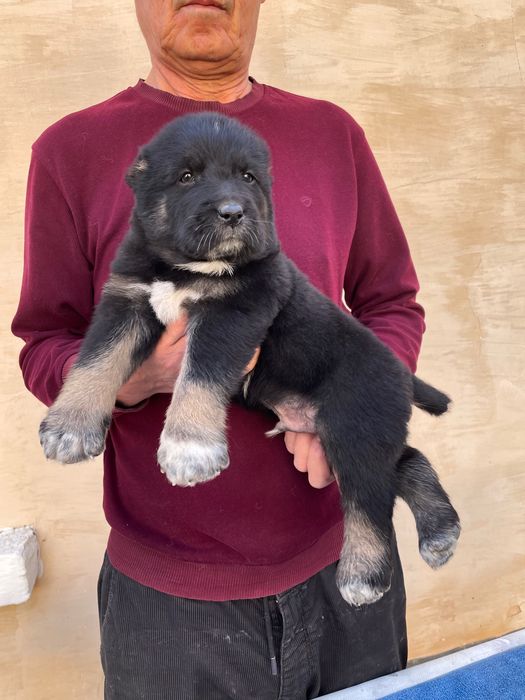 Щенок Алабая ( чистокровный )