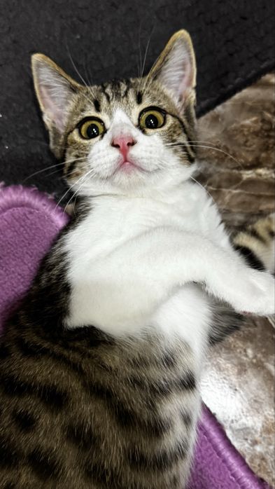 Отдам котенка в добрые руки