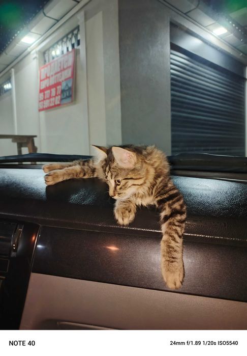 Котёнок Мейкуна 3 месяца мальчик и маленький котёнок девочка срочно