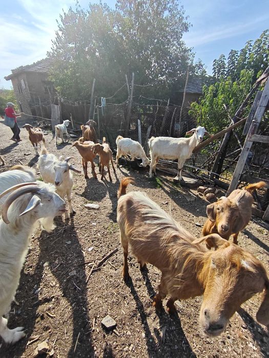 Продавам 8 кози и 4 ярета – обл. Ивайловград