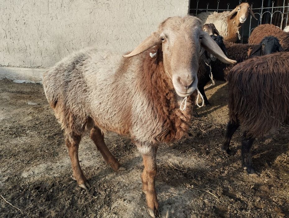 1 yosh quchqor sotiladi