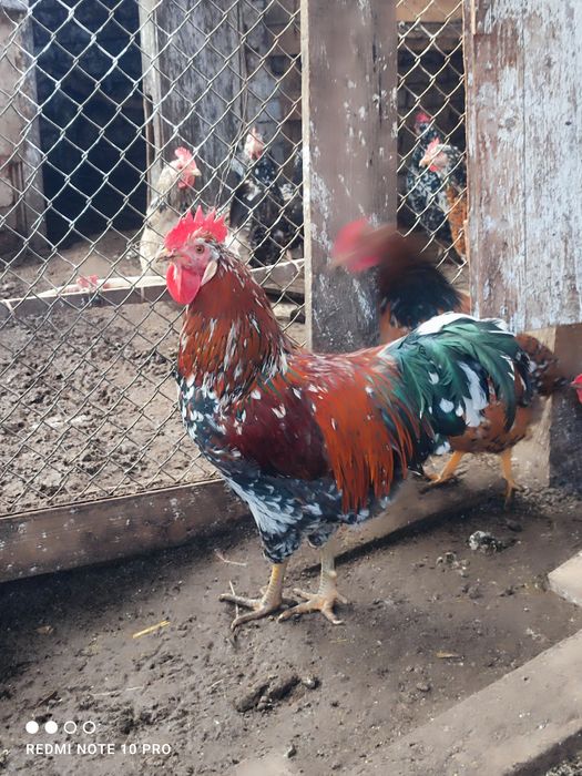 Оплодени яйца от Шведска цветна (пъстра) кокошка