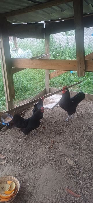 Домашние куры продам