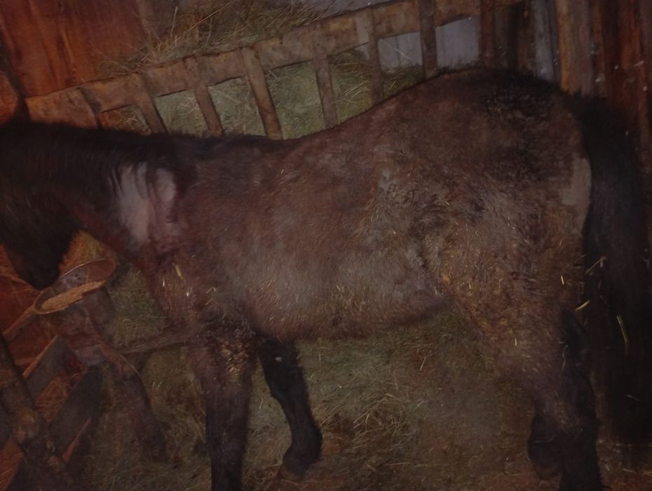 Продам тай с откорма