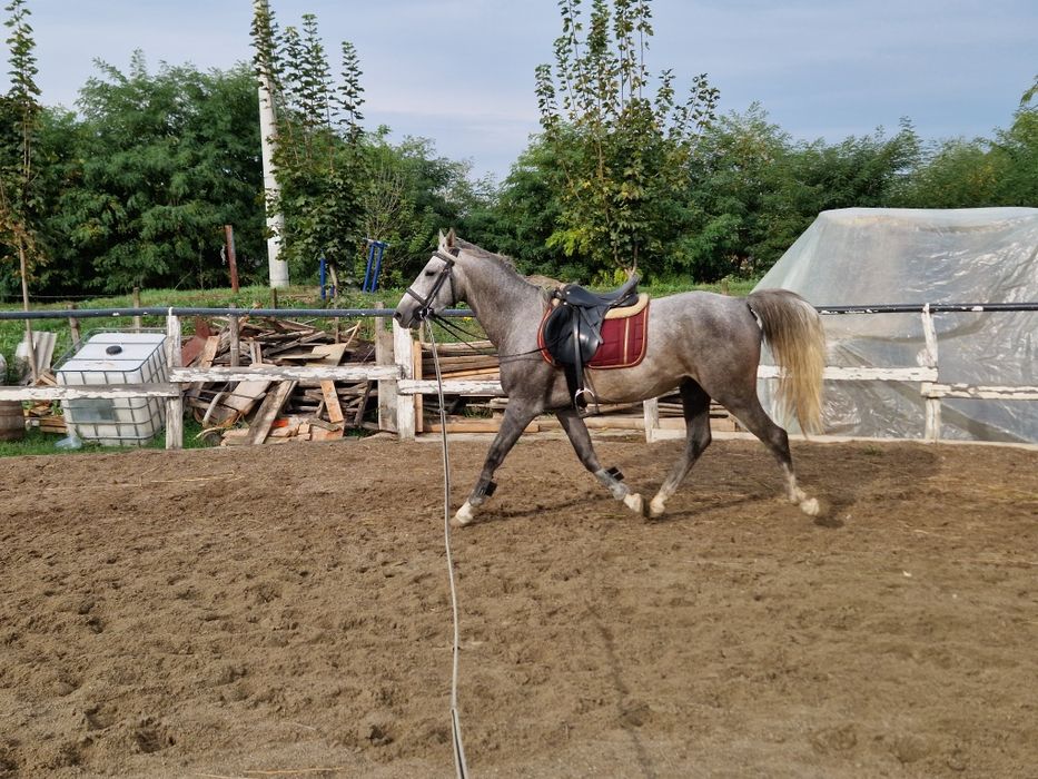 De vānzare un cal castrat Shagya arab