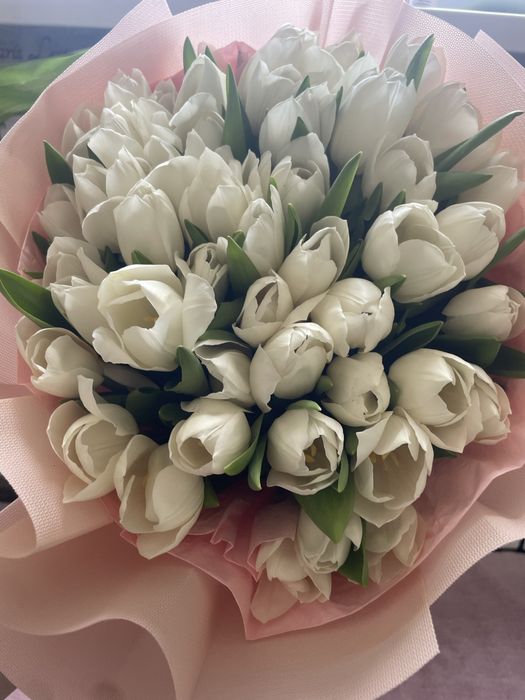 Тюльпан. Свежий.