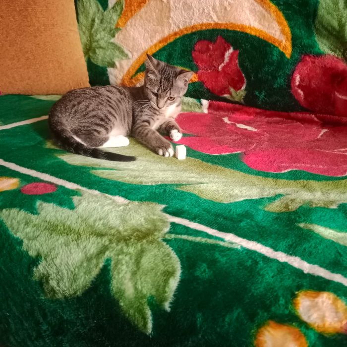 Отдам в  добрые руки