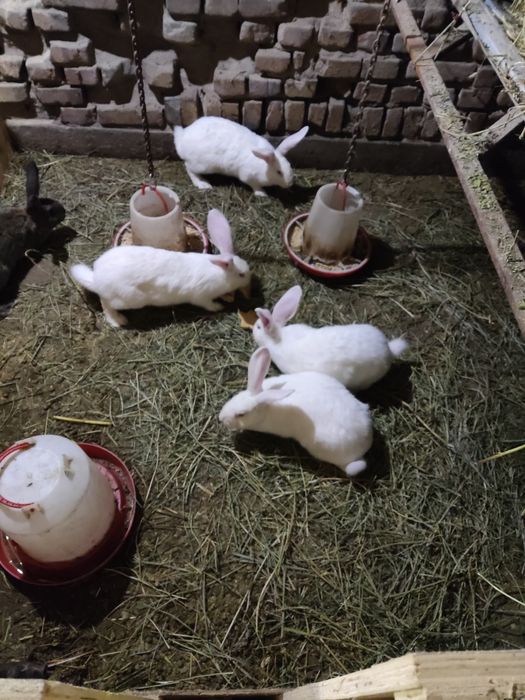 Кролики на продажу  Великан