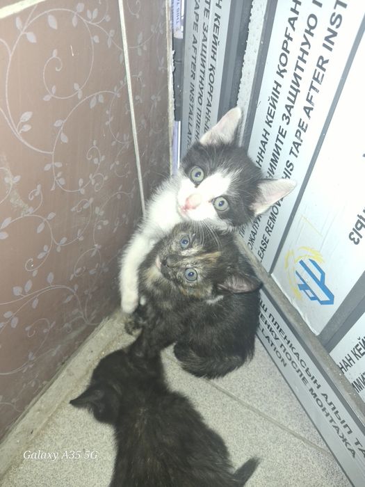 раздаю 4 кошек 1 мальчик 3 девочки