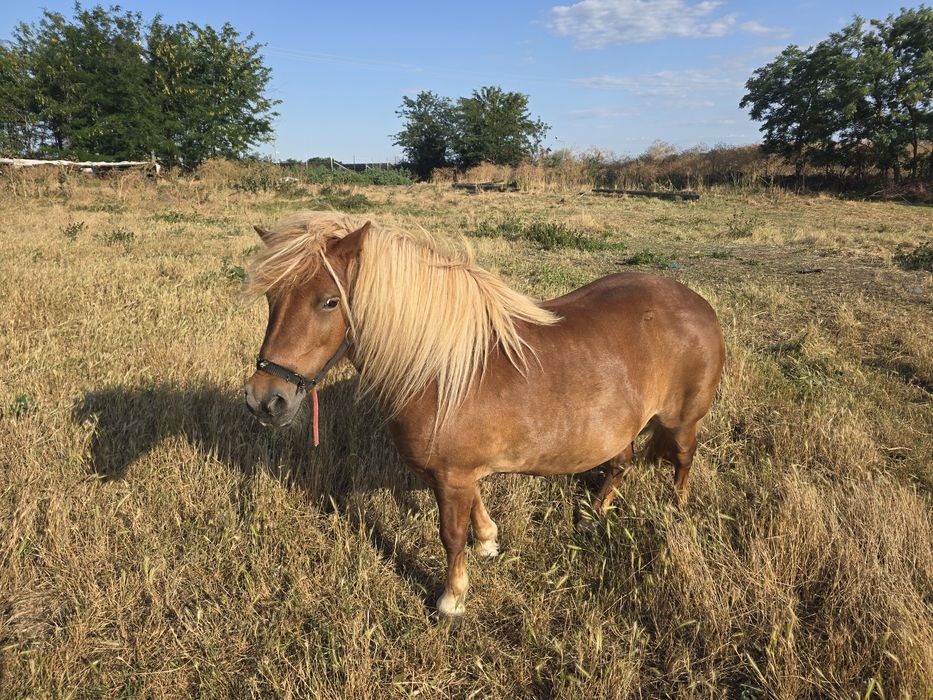 Poneita de vanzare talie medie