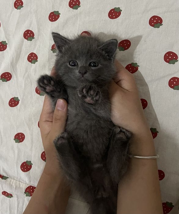 Котенок в добрые руки